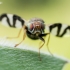 Thistle Stem Gall-fly - Urophora cardui  | Fotografijos autorius : Oskaras Venckus | © Macronature.eu | Macro photography web site