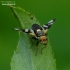 Thistle Stem Gall-fly - Urophora cardui | Fotografijos autorius : Romas Ferenca | © Macronature.eu | Macro photography web site
