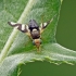 Thistle Stem Gall-fly - Urophora cardui | Fotografijos autorius : Darius Baužys | © Macronature.eu | Macro photography web site