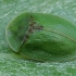 Thistle Tortoise Beetle - Cassida rubiginosa | Fotografijos autorius : Gintautas Steiblys | © Macronature.eu | Macro photography web site
