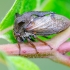 Horned Treehopper | Centrotus cornutus | Fotografijos autorius : Darius Baužys | © Macronature.eu | Macro photography web site