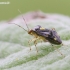 Three-spotted nettle bug - Liocoris tripustulatus | Fotografijos autorius : Gediminas Gražulevičius | © Macronature.eu | Macro photography web site