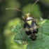 Three-spotted nettle bug - Liocoris tripustulatus | Fotografijos autorius : Gintautas Steiblys | © Macronature.eu | Macro photography web site