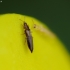 Thrips | Fotografijos autorius : Vidas Brazauskas | © Macronature.eu | Macro photography web site