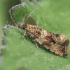 Thyme Marble - Celypha cespitana | Fotografijos autorius : Gintautas Steiblys | © Macronature.eu | Macro photography web site