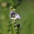 Thyme-leaved Speedwell - Veronica serpyllifolia | Fotografijos autorius : Agnė Našlėnienė | © Macronature.eu | Macro photography web site