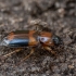 Tiesiadėmis pievažygis - Badister lacertosus | Fotografijos autorius : Žilvinas Pūtys | © Macrogamta.lt | Šis tinklapis priklauso bendruomenei kuri domisi makro fotografija ir fotografuoja gyvąjį makro pasaulį.