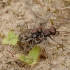 Tiger Beetle - Cylindera arenaria | Fotografijos autorius : Romas Ferenca | © Macronature.eu | Macro photography web site