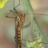 Tiger crane fly - Nephrotoma sp. | Fotografijos autorius : Gintautas Steiblys | © Macronature.eu | Macro photography web site