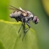 Tikramusė - Muscidae | Fotografijos autorius : Gintautas Steiblys | © Macrogamta.lt | Šis tinklapis priklauso bendruomenei kuri domisi makro fotografija ir fotografuoja gyvąjį makro pasaulį.