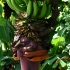 Tikrasis bananas - Musa paradisiaca | Fotografijos autorius : Gintautas Steiblys | © Macrogamta.lt | Šis tinklapis priklauso bendruomenei kuri domisi makro fotografija ir fotografuoja gyvąjį makro pasaulį.