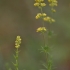 Tikrasis lipikas - Galium verum | Fotografijos autorius : Kęstutis Obelevičius | © Macrogamta.lt | Šis tinklapis priklauso bendruomenei kuri domisi makro fotografija ir fotografuoja gyvąjį makro pasaulį.