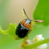 Tikrasis rūgtinukas - Gastrophysa polygoni | Fotografijos autorius : Romas Ferenca | © Macrogamta.lt | Šis tinklapis priklauso bendruomenei kuri domisi makro fotografija ir fotografuoja gyvąjį makro pasaulį.