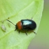 Tikrasis rūgtinukas - Gastrophysa polygoni | Fotografijos autorius : Kazimieras Martinaitis | © Macrogamta.lt | Šis tinklapis priklauso bendruomenei kuri domisi makro fotografija ir fotografuoja gyvąjį makro pasaulį.