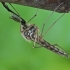 Tikrasis uodas - Ochlerotatus punctor ♂ | Fotografijos autorius : Gintautas Steiblys | © Macrogamta.lt | Šis tinklapis priklauso bendruomenei kuri domisi makro fotografija ir fotografuoja gyvąjį makro pasaulį.