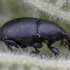 Timid mallow weevil - Malvaevora timida | Fotografijos autorius : Žilvinas Pūtys | © Macronature.eu | Macro photography web site