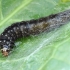 Timothy tortrix - Zelotherses paleana, caterpillar | Fotografijos autorius : Gintautas Steiblys | © Macronature.eu | Macro photography web site