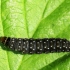 Timothy tortrix - Zelotherses paleana, caterpillar | Fotografijos autorius : Ramunė Vakarė | © Macronature.eu | Macro photography web site