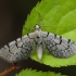 Tinklasprindytis - Eupithecia venosata | Fotografijos autorius : Žilvinas Pūtys | © Macrogamta.lt | Šis tinklapis priklauso bendruomenei kuri domisi makro fotografija ir fotografuoja gyvąjį makro pasaulį.