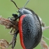 Toadflax Leaf Beetle - Chrysolina sanguinolenta | Fotografijos autorius : Gintautas Steiblys | © Macronature.eu | Macro photography web site
