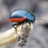 Toadflax Leaf Beetle - Chrysolina sanguinolenta | Fotografijos autorius : Romas Ferenca | © Macronature.eu | Macro photography web site