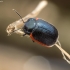Toadflax Leaf Beetle - Chrysolina sanguinolenta | Fotografijos autorius : Kazimieras Martinaitis | © Macronature.eu | Macro photography web site