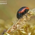 Toadflax Leaf Beetle - Chrysolina sanguinolenta | Fotografijos autorius : Darius Baužys | © Macronature.eu | Macro photography web site