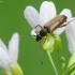 Tobacco-coloured Longhorn Beetle – Alosterna tabacicolor | Fotografijos autorius : Vidas Brazauskas | © Macronature.eu | Macro photography web site