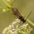 Tobacco-coloured Longhorn Beetle – Alosterna tabacicolor | Fotografijos autorius : Giedrius Markevičius | © Macronature.eu | Macro photography web site