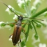 Tobacco-coloured Longhorn Beetle - Alosterna tabacicolor | Fotografijos autorius : Vidas Brazauskas | © Macronature.eu | Macro photography web site