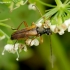 Tobacco-coloured Longhorn Beetle - Alosterna tabacicolor | Fotografijos autorius : Romas Ferenca | © Macronature.eu | Macro photography web site