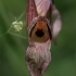 Tongue orchid - Serapias lingua | Fotografijos autorius : Gintautas Steiblys | © Macronature.eu | Macro photography web site
