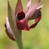 Tongue orchid - Serapias lingua | Fotografijos autorius : Gintautas Steiblys | © Macronature.eu | Macro photography web site