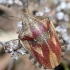 Lenktagalvė vėžliablakė – Eurygaster testudinaria | Fotografijos autorius : Kazimieras Martinaitis | © Macronature.eu | Macro photography web site