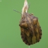 Tortoise Bug - Eurygaster testudinaria | Fotografijos autorius : Vidas Brazauskas | © Macronature.eu | Macro photography web site