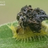 Tortoise beetle - Cassida sp., larva  | Fotografijos autorius : Gintautas Steiblys | © Macronature.eu | Macro photography web site