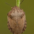Tortoise bug – Eurygaster testudinaria | Fotografijos autorius : Žilvinas Pūtys | © Macronature.eu | Macro photography web site