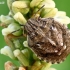 Lenktagalvė vėžliablakė - Eurygaster testudinaria, nimfa  | Fotografijos autorius : Gintautas Steiblys | © Macronature.eu | Macro photography web site