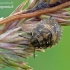 Tortoise bug - Eurygaster testudinaria, nymph | Fotografijos autorius : Darius Baužys | © Macronature.eu | Macro photography web site