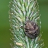 Lenktagalvė vėžliablakė - Eurygaster testudinaria, nimfa | Fotografijos autorius : Darius Baužys | © Macronature.eu | Macro photography web site