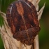 Tortoise bug - Eurygaster testudinaria | Fotografijos autorius : Gintautas Steiblys | © Macronature.eu | Macro photography web site
