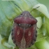 Lenktagalvė vėžliablakė - Eurygaster testudinaria | Fotografijos autorius : Arūnas Eismantas | © Macronature.eu | Macro photography web site