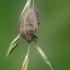 Lenktagalvė vėžliablakė - Eurygaster testudinaria | Fotografijos autorius : Darius Baužys | © Macronature.eu | Macro photography web site