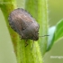 Tortoise bug - Eurygaster testudinaria | Fotografijos autorius : Darius Baužys | © Macronature.eu | Macro photography web site