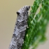 Tortrix Moth - Cnephasia sp. | Fotografijos autorius : Arūnas Eismantas | © Macronature.eu | Macro photography web site