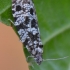 Tortrix Moth - Pseudohermenias abietana | Fotografijos autorius : Arūnas Eismantas | © Macronature.eu | Macro photography web site