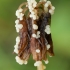 Traškusis keistūnis - Mucilago crustacea, plazmodis | Fotografijos autorius : Žilvinas Pūtys | © Macrogamta.lt | Šis tinklapis priklauso bendruomenei kuri domisi makro fotografija ir fotografuoja gyvąjį makro pasaulį.