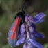 Transparent Burnet - Zygaena purpuralis | Fotografijos autorius : Žilvinas Pūtys | © Macronature.eu | Macro photography web site