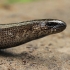 Trapusis gluodenas - Anguis fragilis | Fotografijos autorius : Gintautas Steiblys | © Macrogamta.lt | Šis tinklapis priklauso bendruomenei kuri domisi makro fotografija ir fotografuoja gyvąjį makro pasaulį.