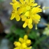 Treacle-mustard - Erysimum cheiranthoides | Fotografijos autorius : Ramunė Vakarė | © Macronature.eu | Macro photography web site